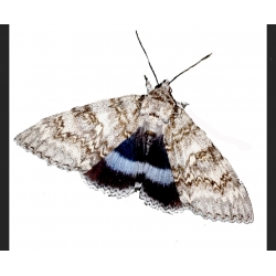 Clifden Nonpareil (Blue Underwing) BRITISH STOCK Catocala fraxini 10 Eggs 